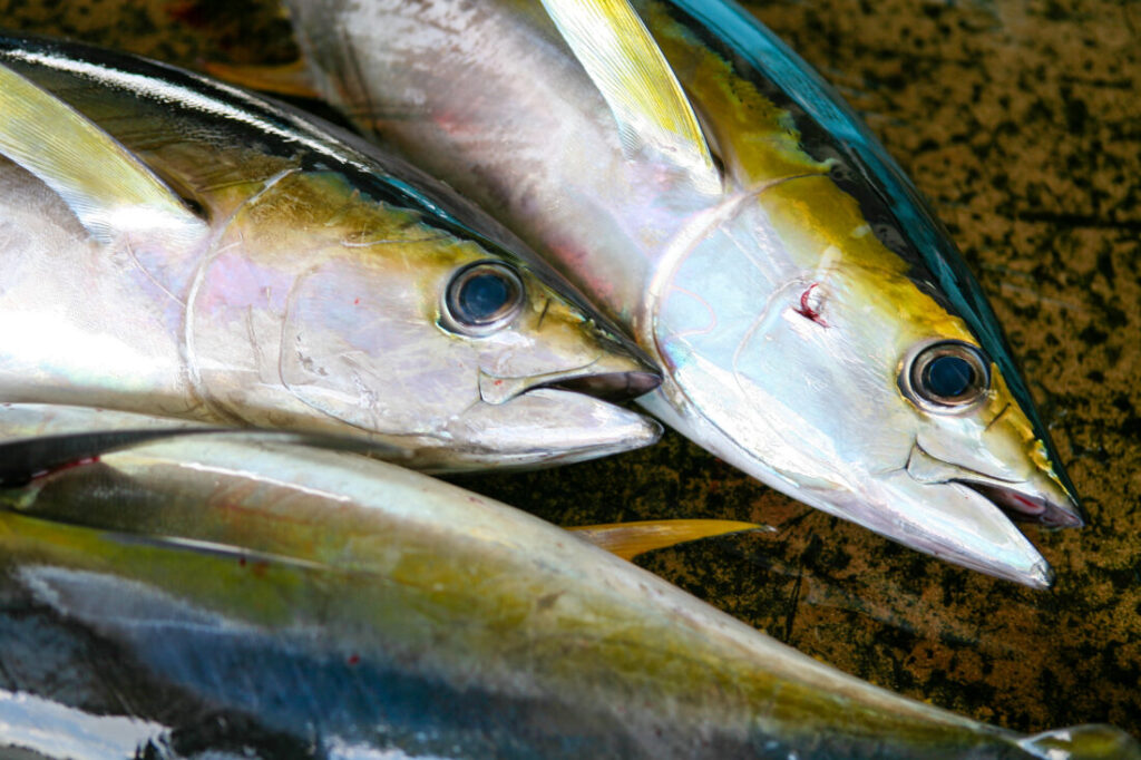 毛髪に効く食品 魚 イメージ